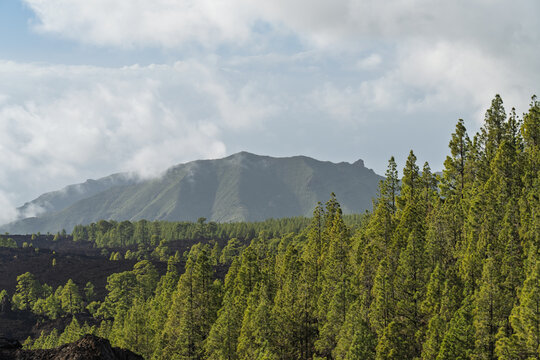 View of the volcanic landscape of Chinyero with pine trees and clouds in Santa Cruz de Tenerife, Canarias, Spain.
