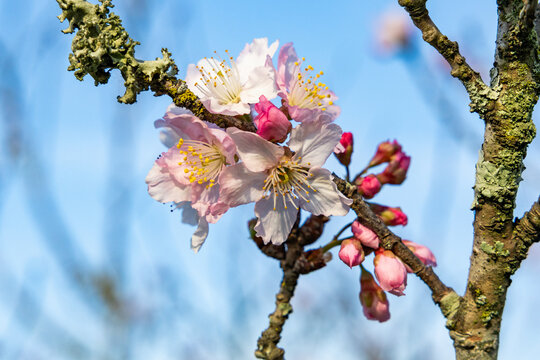 Flor de cerejeira. Sakura