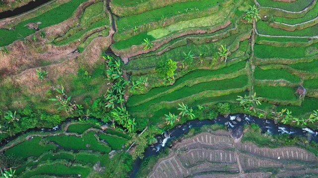 Aerial view of lush green rice terraces. Terraced fields cascade down steep hillsides. Water channels flow between cultivated rows. Palm trees dot the landscape among terraces