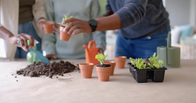African American family seeing tray, potting seedlings on patio with pots, misting to start garden