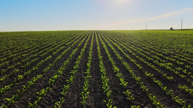 Green agricultural field with rows of young sugar beet sprouts growing in fertile soil on a sunny day with a clear blue sky
