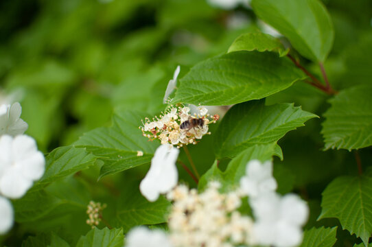 butterfly on a leaf