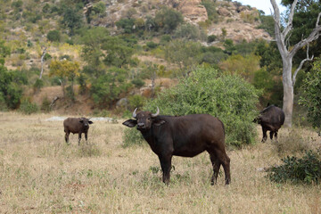 Fototapeta premium Kaffernbüffel / African buffalo / Syncerus caffer