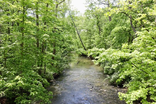 The peaceful creek in the woods on a sunny day.