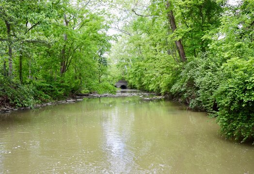 The flowing calm stream in the woods.