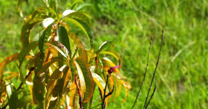 Close-up of a lovely, intensely red dragonfly perched on a garden plant.
