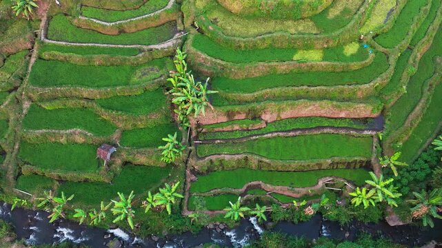 Aerial view of lush green rice terraces. Terraced fields cascade down steep hillsides. Water channels flow between cultivated rows. Palm trees dot the landscape among terraces
