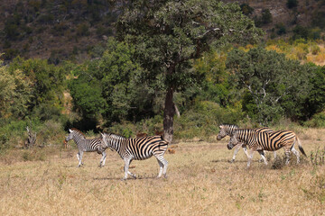 Naklejka premium Steppenzebra / Burchell's zebra / Equus quagga burchellii