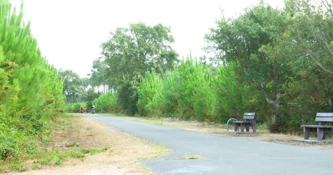 Magnificent forest landscape in the Landes region of southwestern France, featuring cycle paths