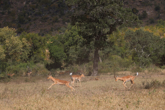Schwarzfersenantilope / Impala / Aepyceros melampus