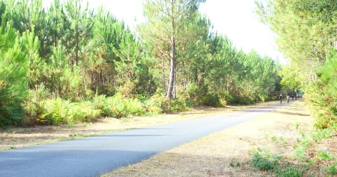 Magnificent forest landscape in the Landes region of southwestern France, featuring cycle paths