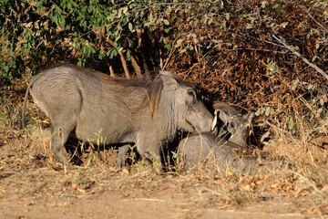 Warzenschwein / Warthog / Phacochoerus africanus © Ludwig