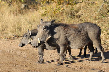 Warzenschwein / Warthog / Phacochoerus africanus © Ludwig
