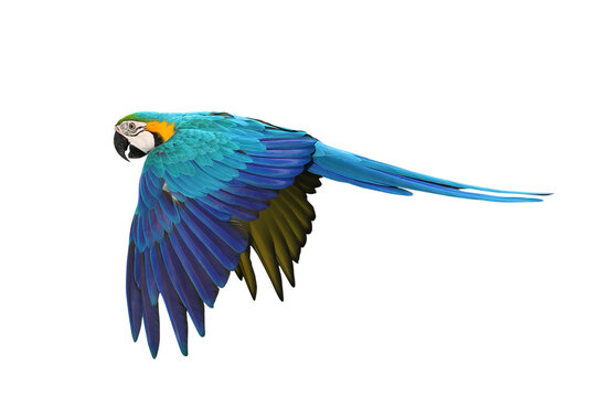 Beautiful Blue and Gold Macaw your wings and fly isolated on transparent background png file