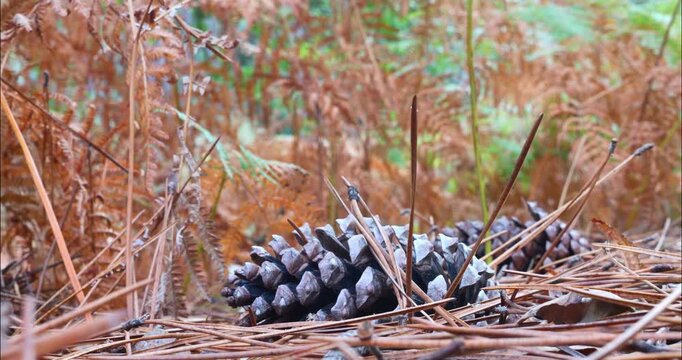 Pine cone at the base of ferns