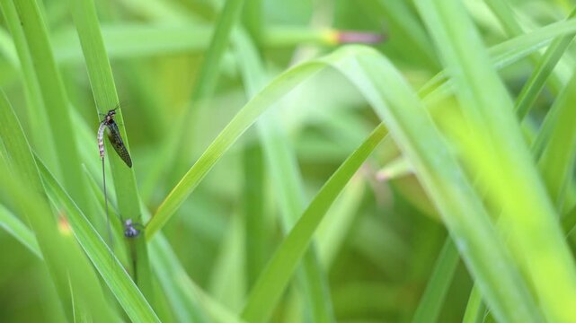 Mayfly just emerging and resting on a Daylily leaf  next to its exuvia in summer. Ephemera vulgata, Hemerocallis sp, Indre-et-Loire 37, r&eacute;gion Centre Val de Loire, France, European Union, Europe