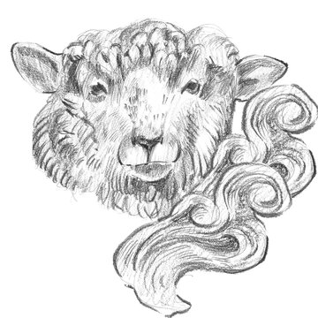 Pencil sketch of a sheep head paired with a curly raw wool fleece roving. Perfect for natural wool branding, farmhouse textile art, and rustic packaging.