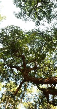 Cork oak and pine forest in southwestern France