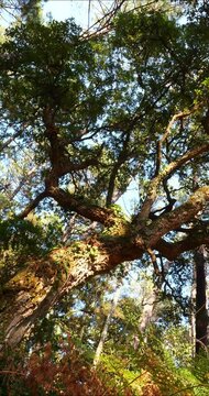 Cork oak and pine forest in southwestern France