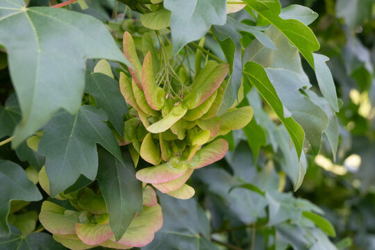 Horizontal close-up of a cluster of maple samaras with pink and green tones, hanging on a branch with green leaves. Great for botanical art, seed pod photography, and nature backgrounds.