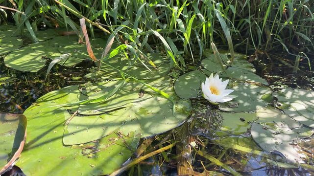White water lilie on nature green background. Natural white lotus flower blooming in river bank water in sunny warm summer