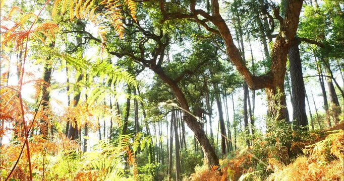Cork oak and pine forest in southwestern France