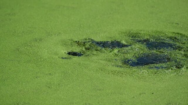 Eurasian Coot Swimming and Diving Among Duckweed