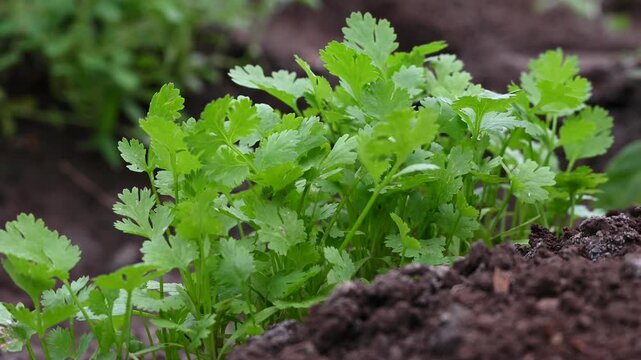 Coriander plants are growing in field. Healthy herbs cultivation and green farming in countryside field.