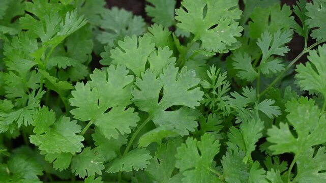 Coriander plants are growing in field. Healthy herbs cultivation and green farming in countryside field.