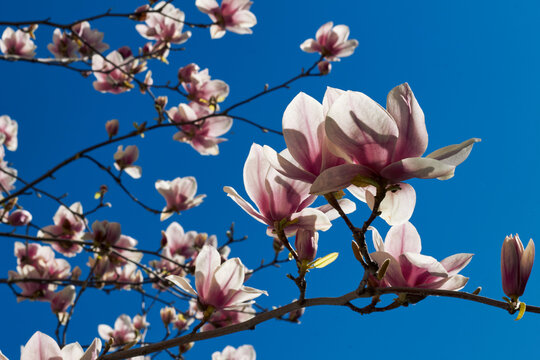 Pink magnolia blossoms reaching upward against vivid blue sky with abundant copy space