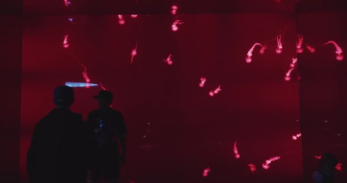 Explore Toronto Aquarium's vibrant light installations and art exhibits