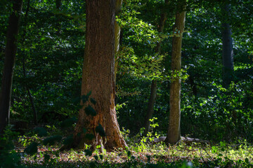 Fototapeta premium Light shining through trees in a green forest during the day