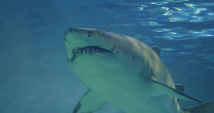 Exploring sharks at the Toronto Aquarium during a daily visit