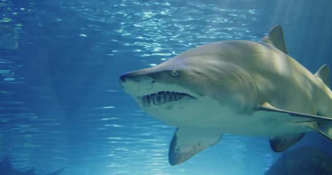 Explore sharks at Toronto Aquarium during a fun visit