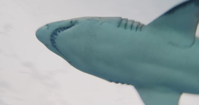 Exploring the toronto aquarium with sharks and fish