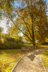 Fototapeta premium Empty wooden benches in autumn park along gravel path under golden tree canopy