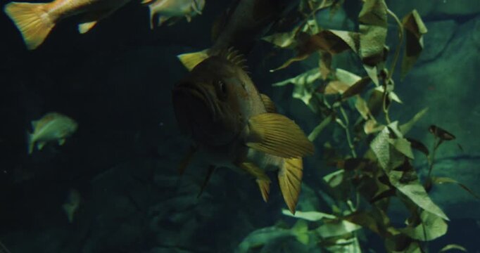 Exploring the underwater world of Toronto's aquarium
