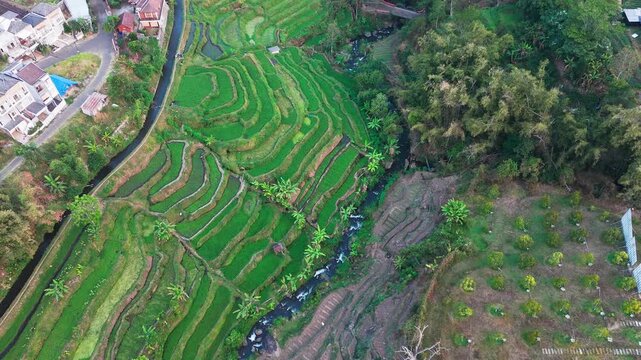 Aerial view of lush green rice terraces. Terraced fields cascade down steep hillsides. Water channels flow between cultivated rows. Palm trees dot the landscape among terraces
