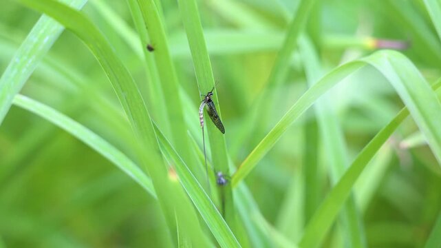 Mayfly just emerging and resting on a Daylily leaf next to its exuvia  while insects walks in background in summer. Ephemera vulgata, Hemerocallis sp, Indre-et-Loire 37, r&eacute;gion Centre, France, Europe