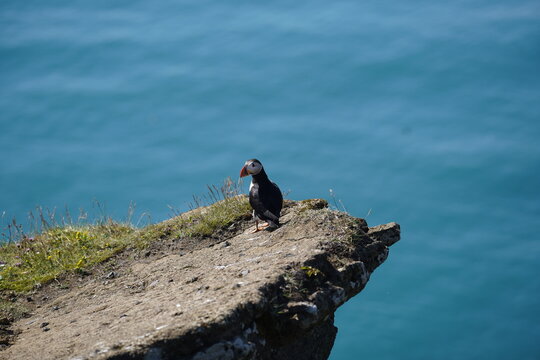 View of an Atlantic puffin standing on a grassy cliff edge overlooking the blue ocean in Vik, Myrdalshreppur, Iceland.