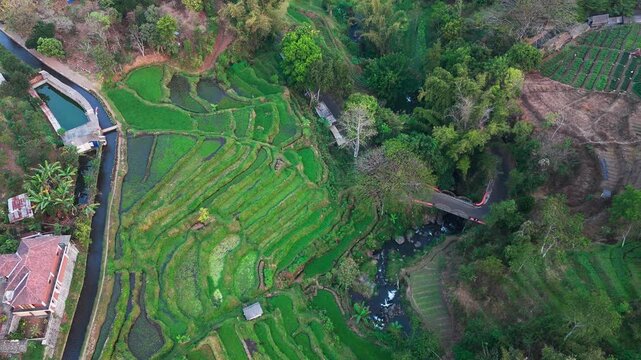 Aerial view of lush green rice terraces. Terraced fields cascade down steep hillsides. Water channels flow between cultivated rows. Palm trees dot the landscape among terraces