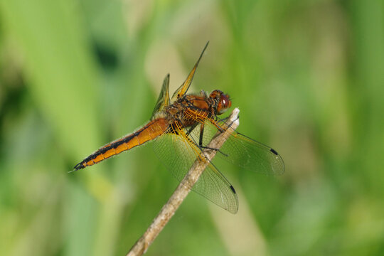 Scarce chaser dragonfly (Libellula fulva) perched on a dry twig against a blurred green background, close up side view of an orange dragonfly in nature