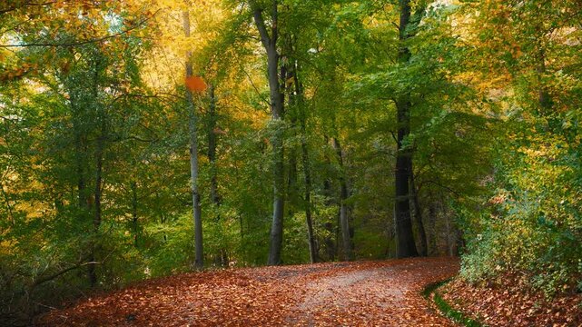 Autumn trees in a forest park around a path, with dry orange leaves falling in the wind in slow motion