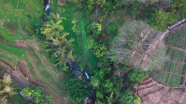 Aerial view of lush green rice terraces. Terraced fields cascade down steep hillsides. Water channels flow between cultivated rows. Palm trees dot the landscape among terraces