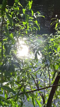 Bright sunlight reflects off the water's surface through the leaves of the trees in summer. A sparkling sphere on the river's surface against a backdrop of green branches. The river sparkles