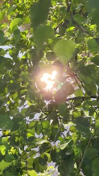 Bright sunlight reflects off the water's surface through the leaves of the trees in summer. A sparkling sphere on the river's surface against a backdrop of green branches. The river sparkles