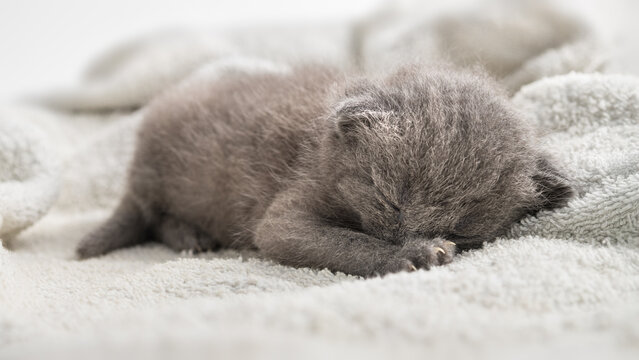 Cute newborn British Shorthair grey kitten sleeping sweet on soft towel