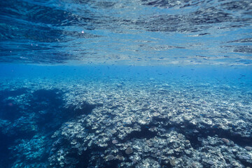 Fototapeta premium Underwater landscape with rounded coral formations in tropical sea
