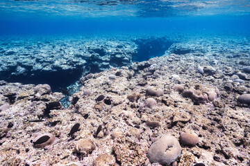 Tropical underwater seascape with extensive coral-covered seafloor © Satoshi