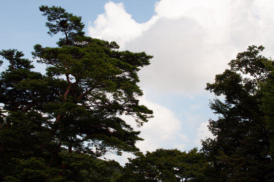 clouds and pine trees